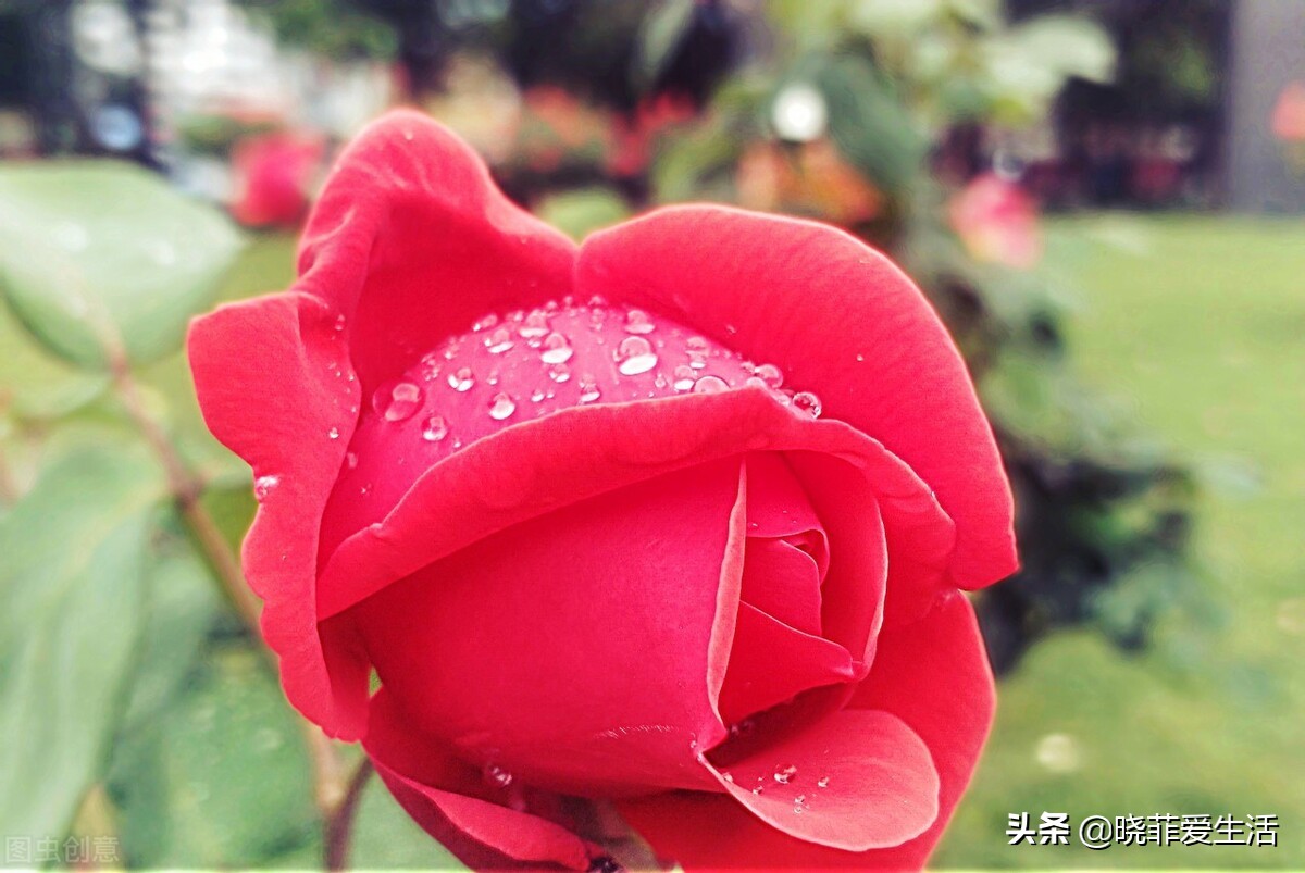 用它来养花,拿水直接养的花