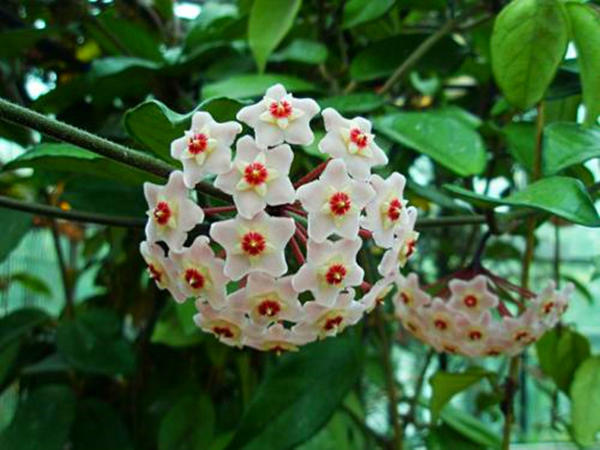 阳台空荡平平无奇，简单设计，变成百花齐放、逞娇呈美小花园