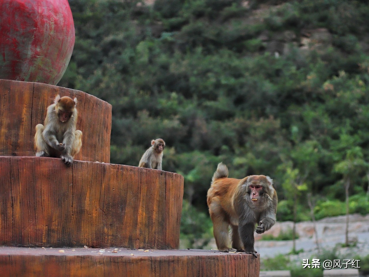 中国哪里的野生猕猴多,河南野生猕猴