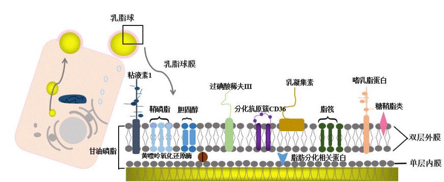 婴儿奶粉含天然乳脂有哪款 (三段含乳脂球膜的奶粉)