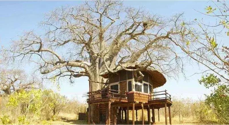 海哥带你游世界｜这周我们去非洲大草原看大西几！