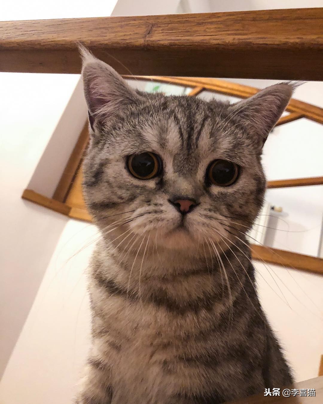 猫咪是一个铲屎官,猫咪退化和铲屎官有什么关系