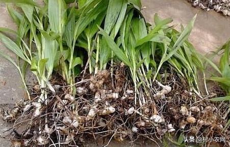 黑龙江农作物创业新思路,农村最赚钱的种植项目有哪些