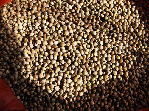 给君子兰换盆可以加上点草木灰吗,如何给君子兰换盆在冬季