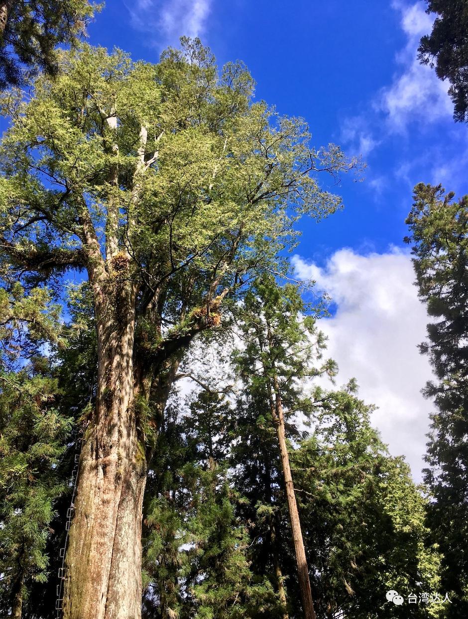 阿里山风景优美令人神往的好地方,阿里山有多美