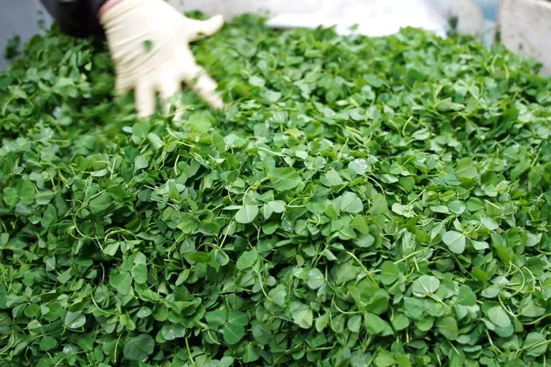 年味｜带上小拖车跟我走！这里买年货实惠好吃