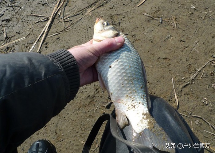 野钓心得,野钓心得分享大全