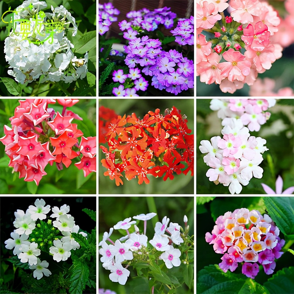 常见花卉养殖总汇,各种花卉植物养殖方法??