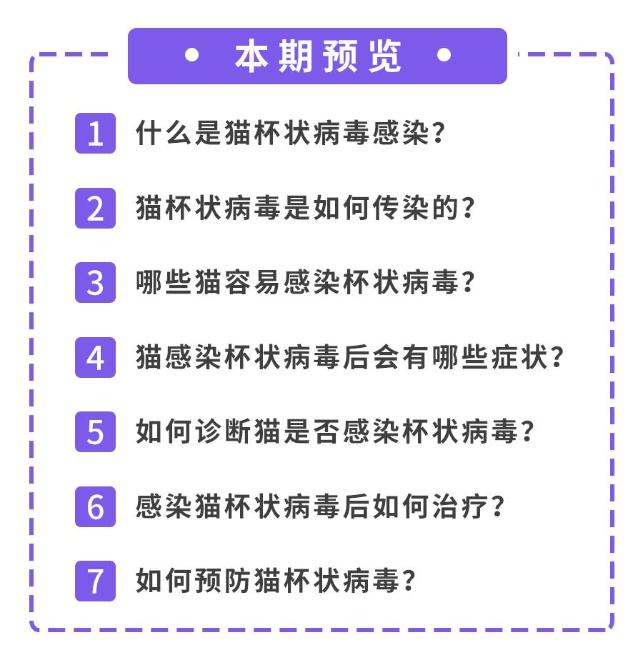 猫咪舌头有溃疡，怎么办？