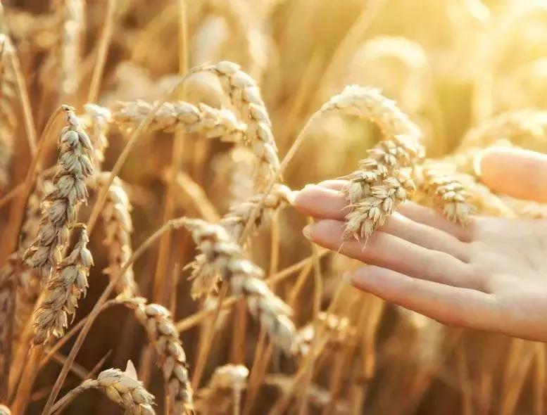 饲料霉菌毒素检测方法标准,常用饲料原料中霉菌毒素风险