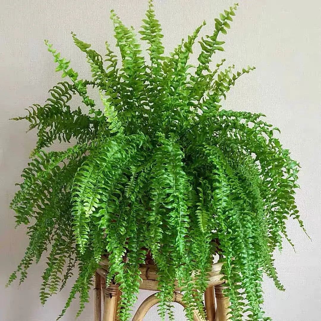 波士顿蕨室内怎么养,波斯顿蕨适合放室内什么位置