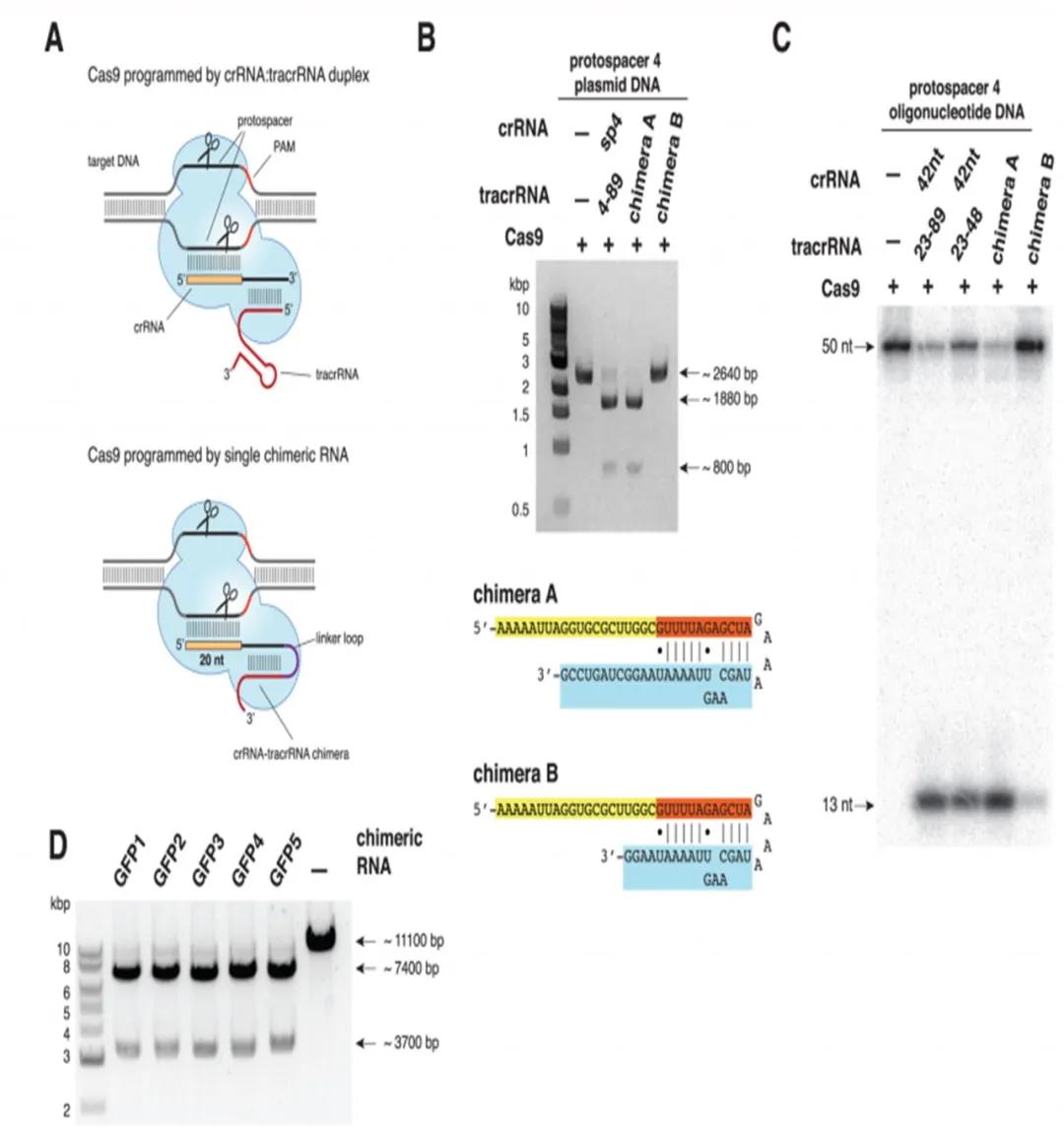 CRISPR/Cas基因编辑疗法的前景与伦理争议
