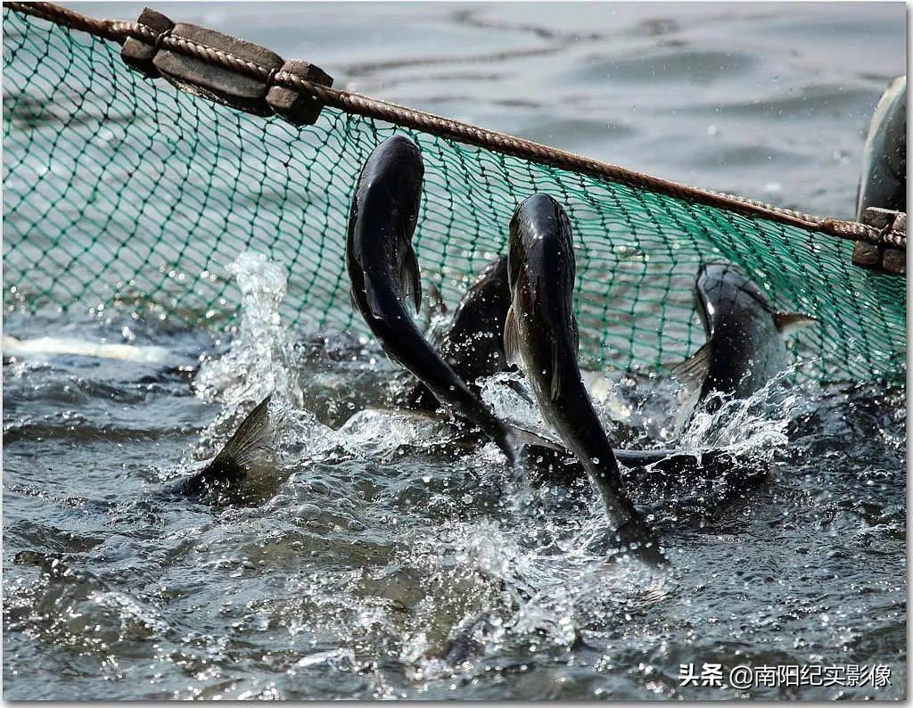 盛世开元喜宴酒店草原兴发,盛世开元草原兴发店