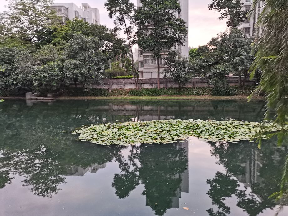 荔枝公园深圳,深圳第一公园荔枝公园