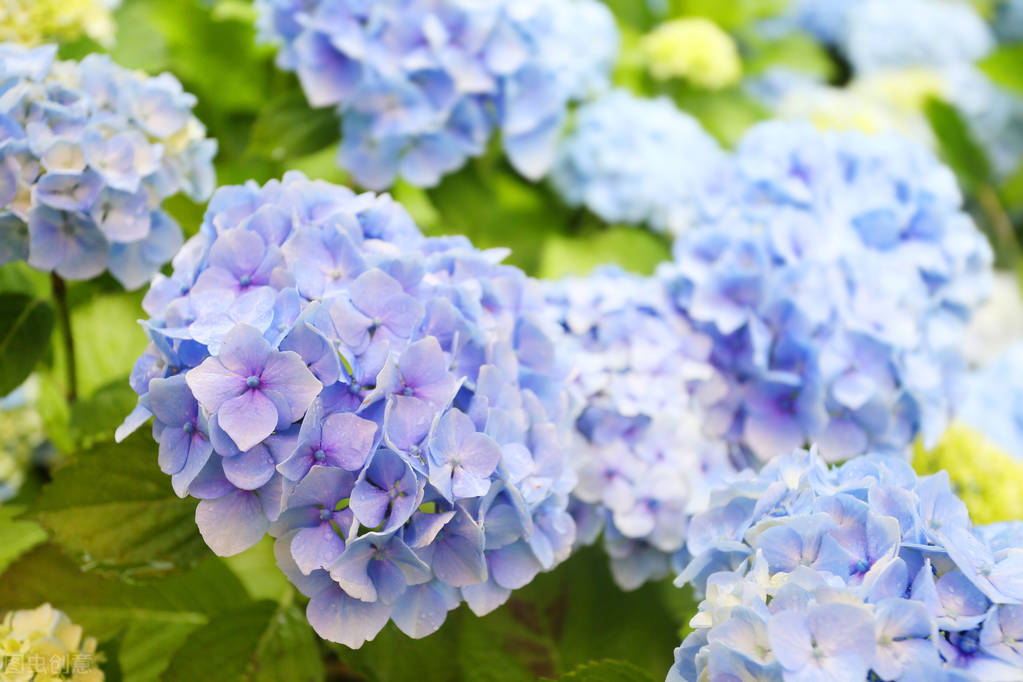 1月至12月生日花的花语,什么花语是祝福生日快乐的花