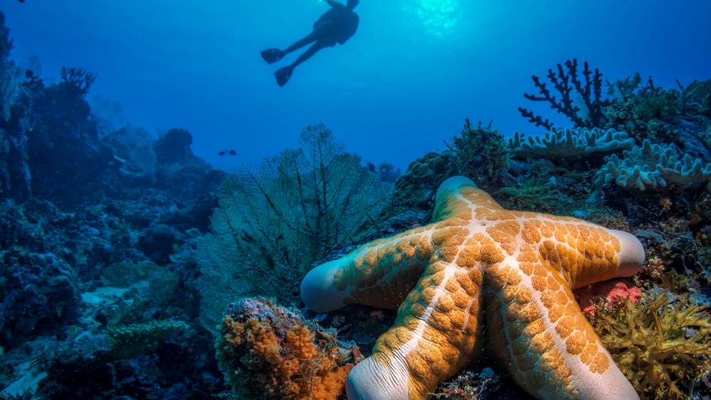 泰国四大潜水梦幻海岛,潜水游玩爱好者普吉岛