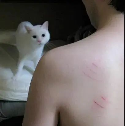 被猫咪调戏怎么办,猫咪被阿姨骚扰