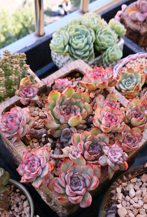 适合9月份养的绿植,四季最好养的10种花