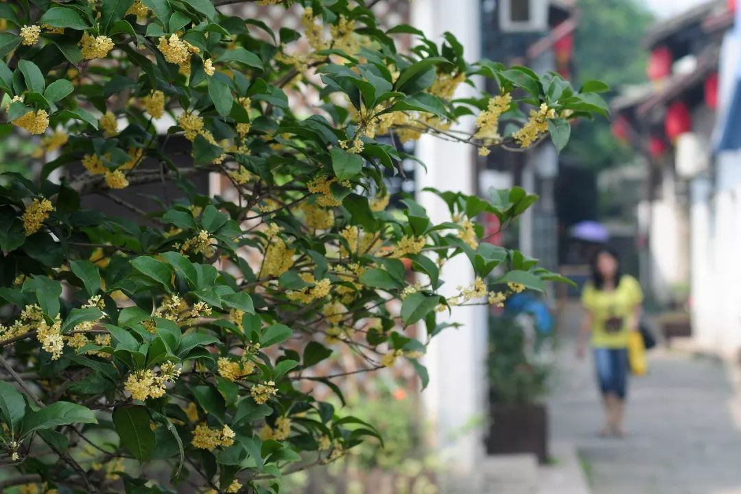 一入秋苏州成姑苏,秋色一入秋苏州就成了姑苏