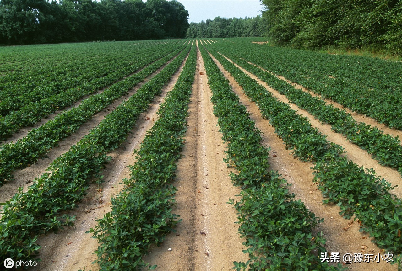 麦茬花生起垄种植好还是平播好,麦茬种花生用什么肥料好