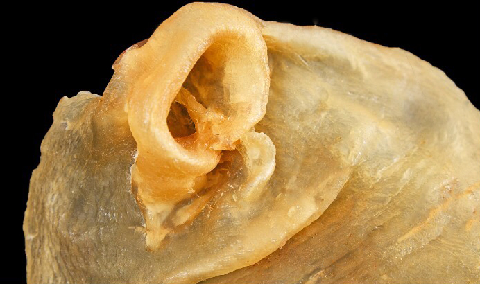 聊一聊哪些好物是你会无限回购的,让我颠覆了对花胶的认知