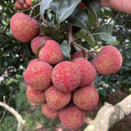 杨贵妃到底是从哪里弄来的荔枝呢,杨贵妃是哪里人为什么爱吃荔枝