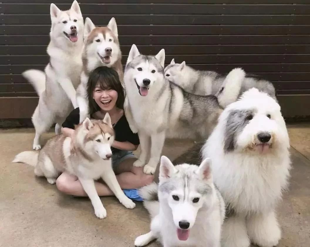 哈士奇无处安放的灵魂,哈士奇只想做个安静的美男子