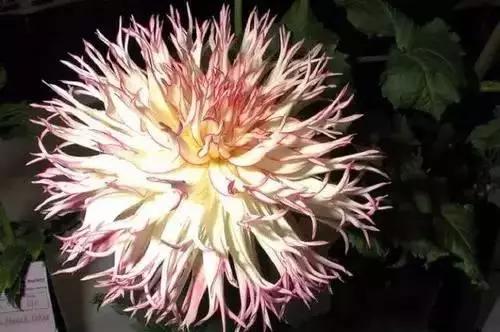 以桂花为市花的城市有哪些,中国每个城市的市花是什么