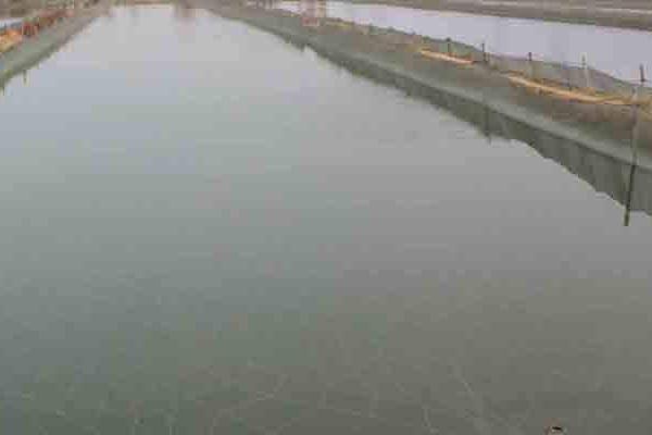 三农新手如何养殖泥鳅,生态养殖泥鳅苗技术