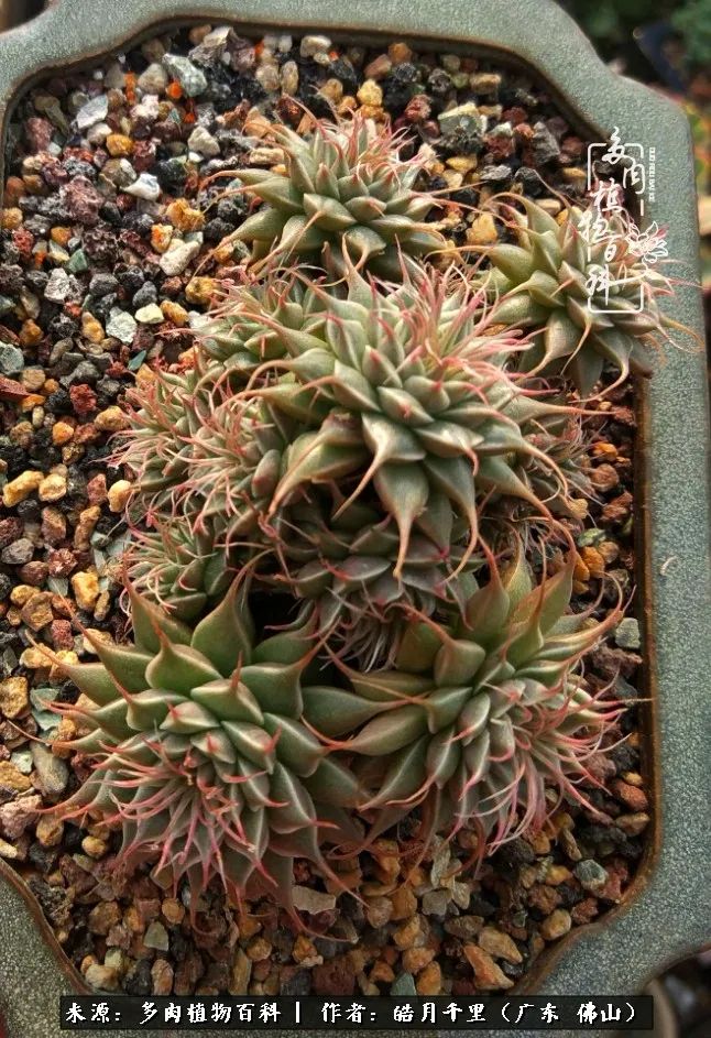 多肉娇气养不活多肉的10个秘密,养多肉是件很治愈的事情