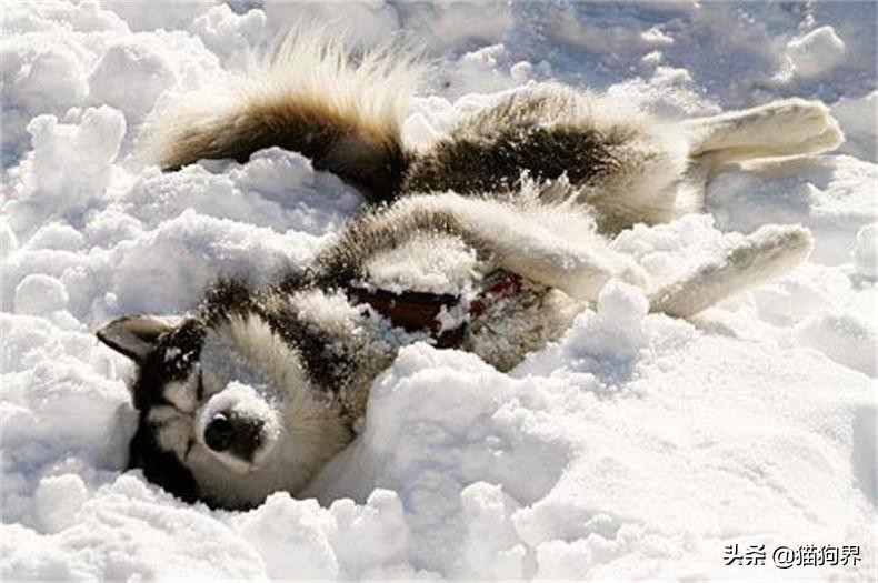 狗狗冬天室外过冬狗窝,北方冬天狗狗室外怎么过冬