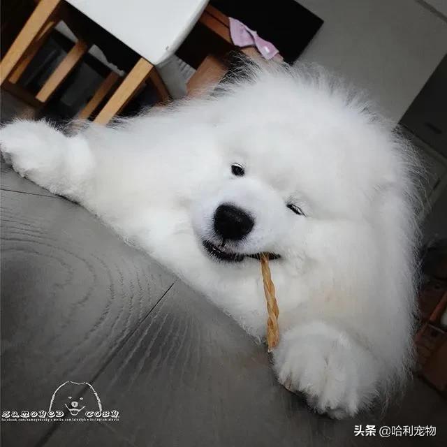 柯基和萨摩哪个可爱,萨摩耶和柯基哪个体型大