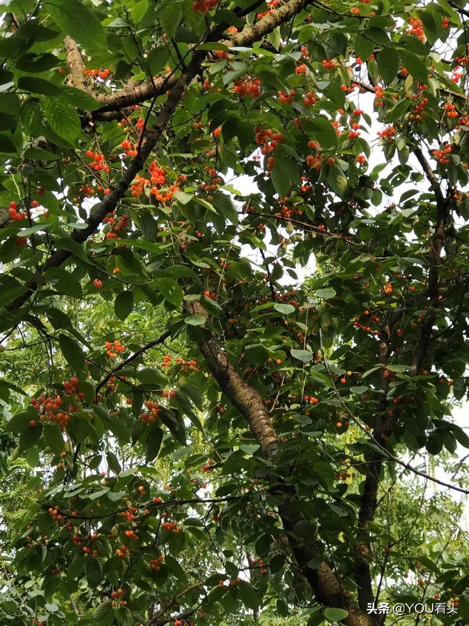 成都市恩桃儿,恩桃成都