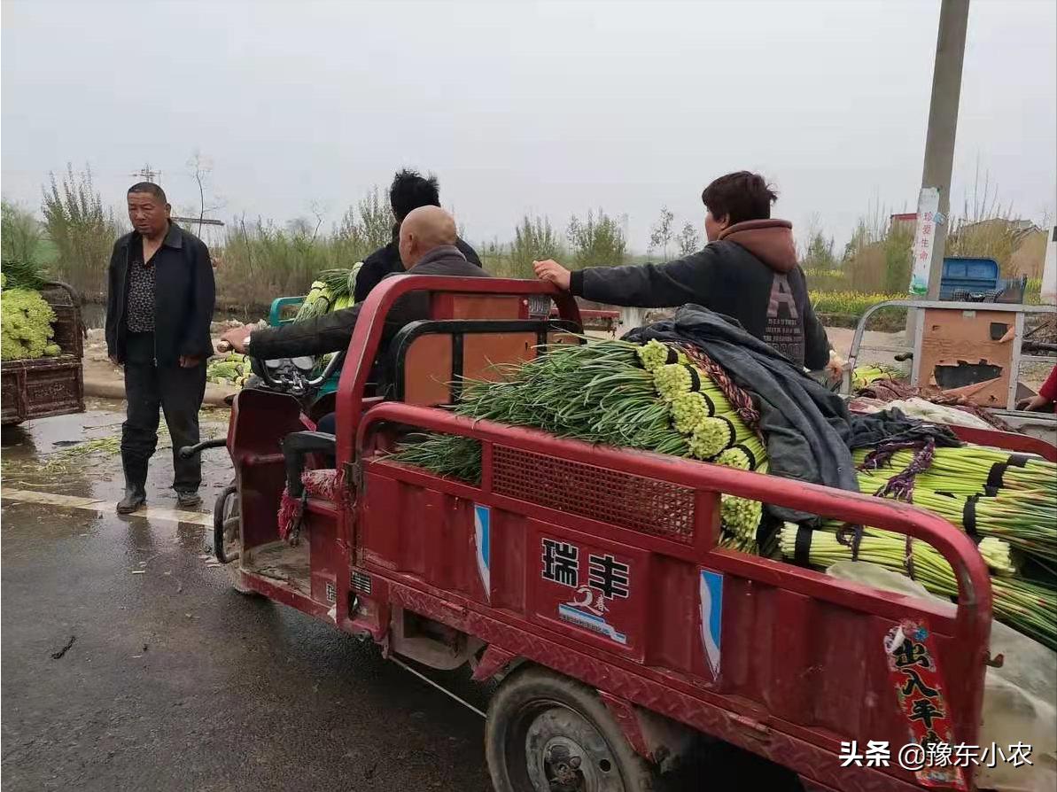 杞县蒜苔4月7号多少钱一斤,蒜苔新价