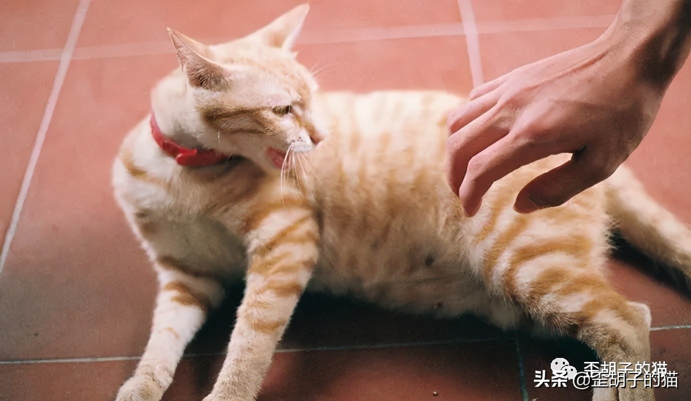 猫抓伤得狂犬病猫也会死吗,我被猫抓伤了伤口很深要打疫苗吗