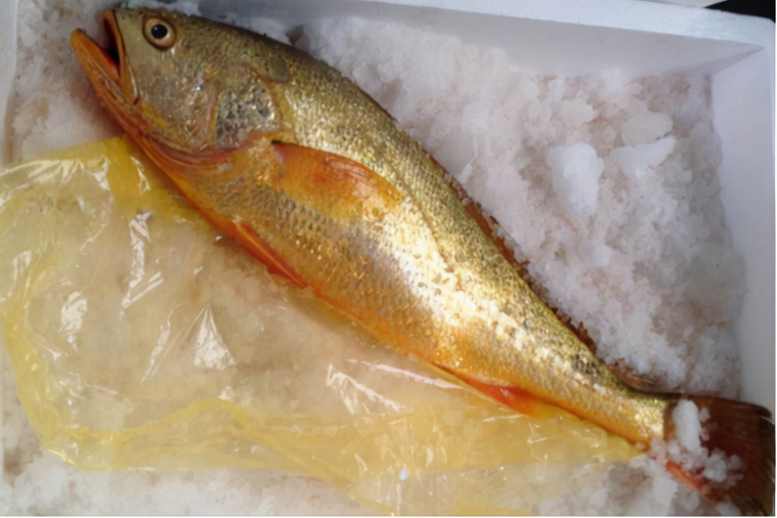 象山渔民捕到野生大黄鱼怎么处理,象山野生大黄鱼2000公斤