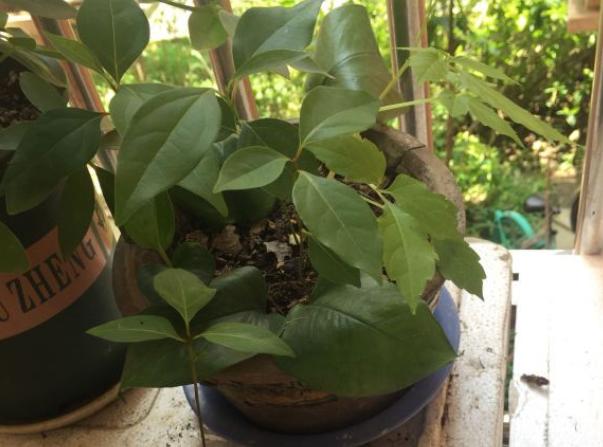 扦插月季花生根剂浸几小时,刚扦插的植物能浇柳树皮水吗