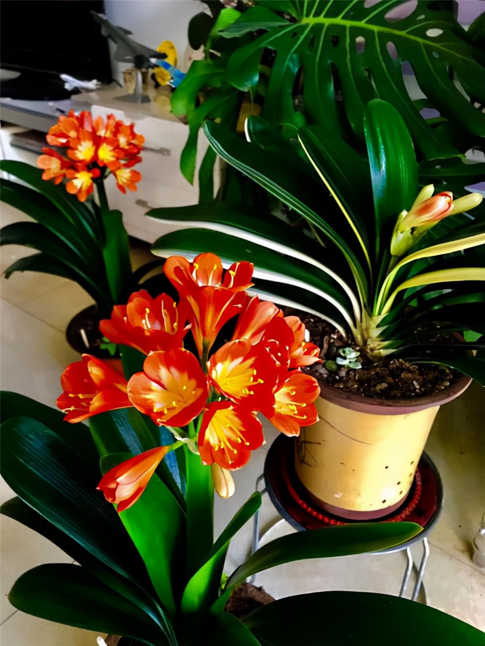 李大姐养君子兰,年年开大花,有吉祥好兆头,原来是她做对5件事