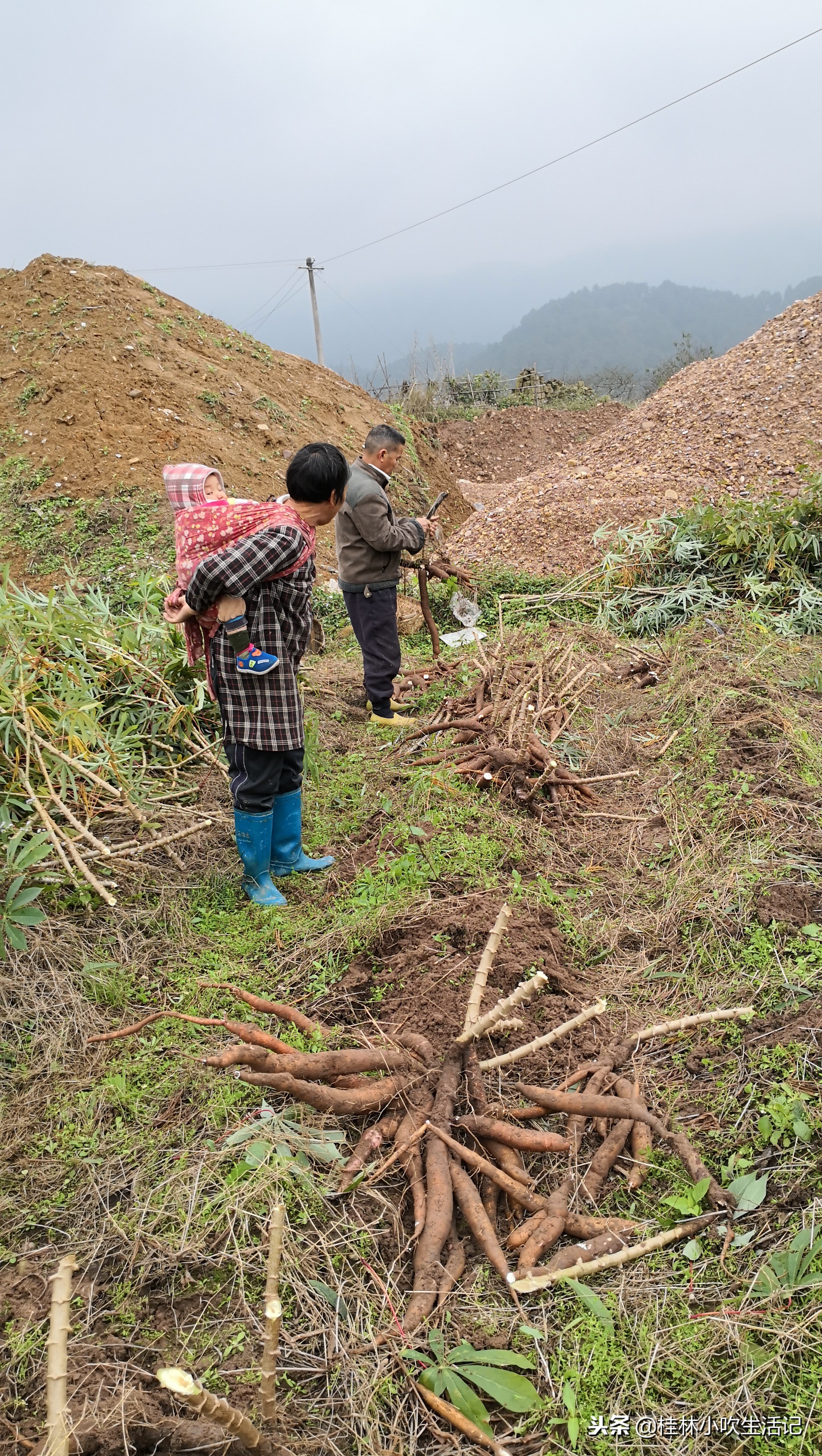 山东哪里的红薯粉条是正宗的,正宗的红薯粉条是哪里生产的好