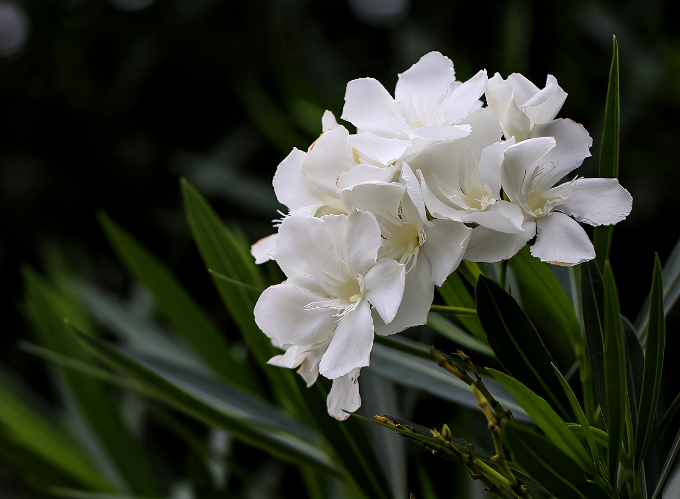 赞美夹竹桃花诗句名句,有关夹竹桃的诗句