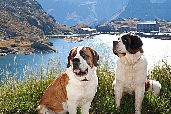 圣伯纳犬是雪山救援犬么,雪山救援犬圣伯纳报价