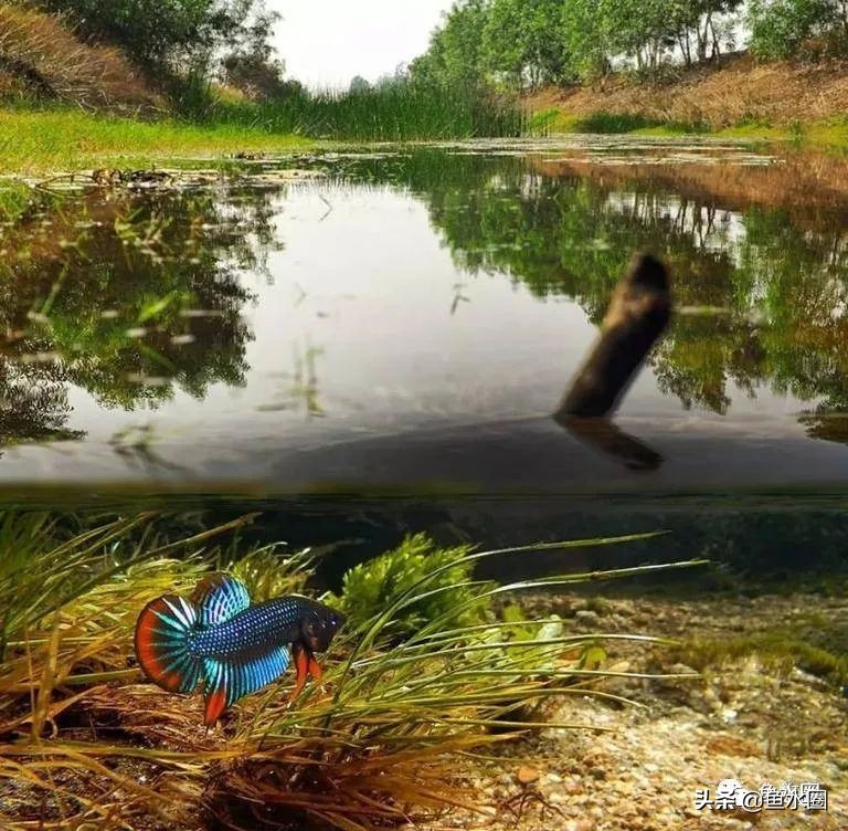 泰国斗鱼和中国斗鱼的杂交品种,中国斗鱼与泰国斗鱼哪个更厉害