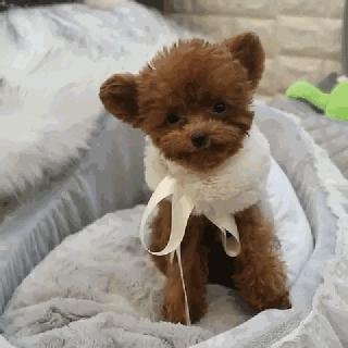 小泰迪能做立耳吗,立耳小泰迪视频