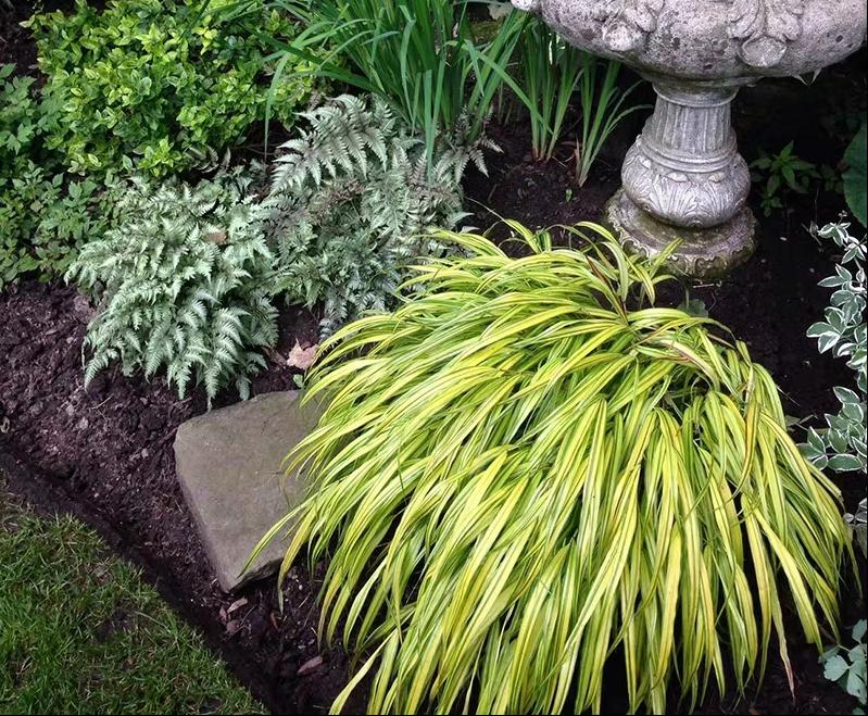 无需打理养护的庭院植物,懒人花园养什么植物好看