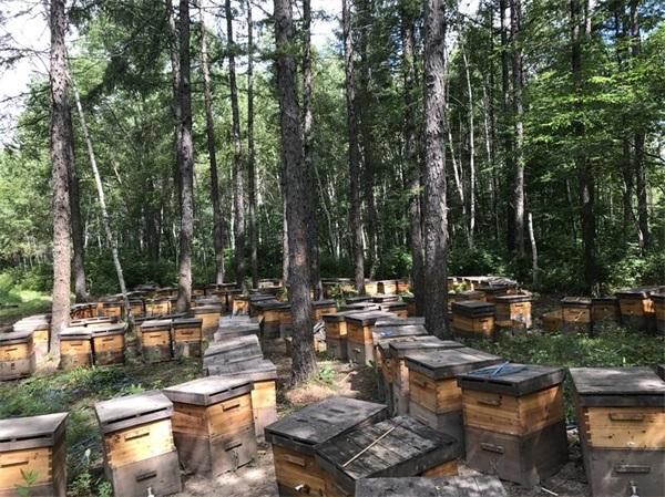 田野牧蜂蜂蜜怎么购买,在哪里能买到田野牧蜂蜂蜜