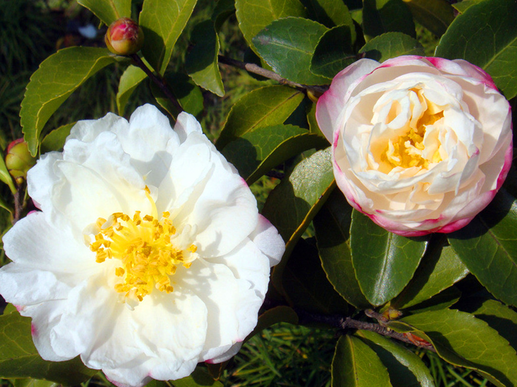 冬天买的带花苞的栀子花怎么养,冬天杜鹃花的花苞蔫了怎么补救