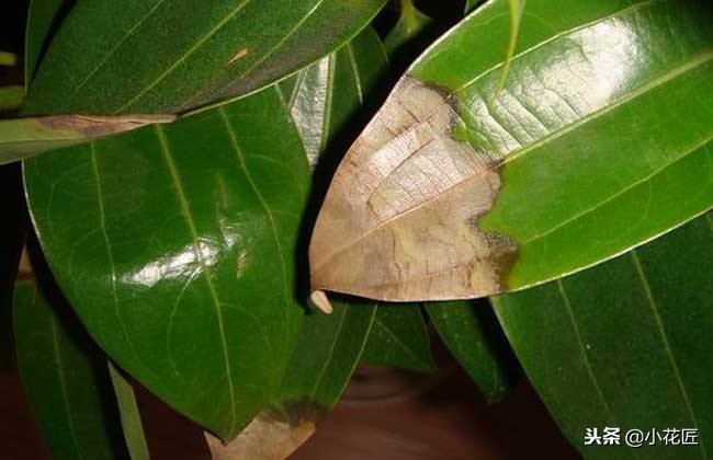 平安树的各种病害图片,平安树的枝枯病