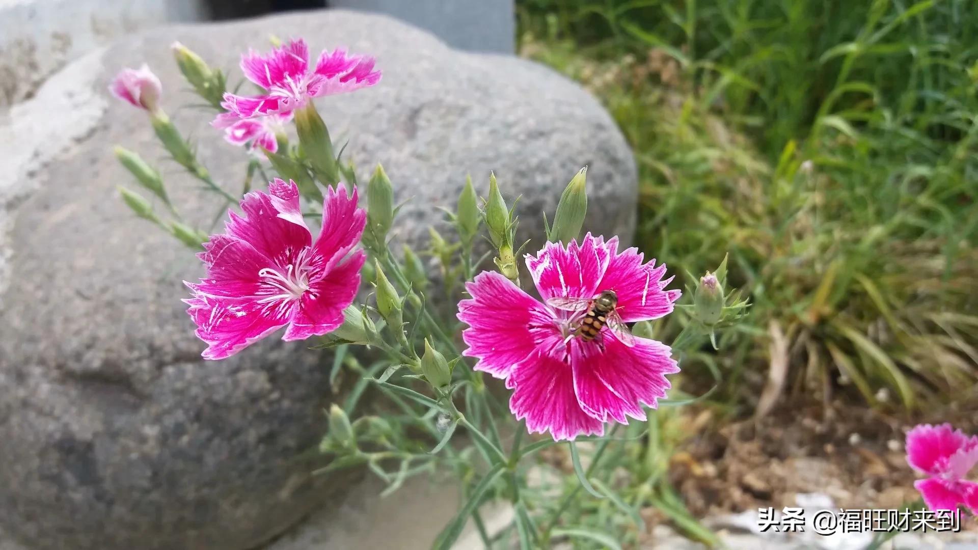 6月5号芒种,2018年6月6日芒种