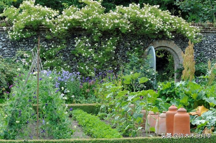 蔷薇月季玫瑰种多久才可以开花,蔷薇和月季开花区别