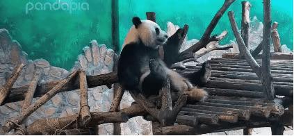 外国人为什么这么喜欢大熊猫呢,外国人究竟有多爱大熊猫